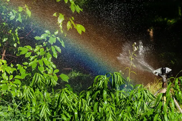 water sprinkler, rainbow, plants, nature, water, water drops, irrigation, gardening, sprinkling