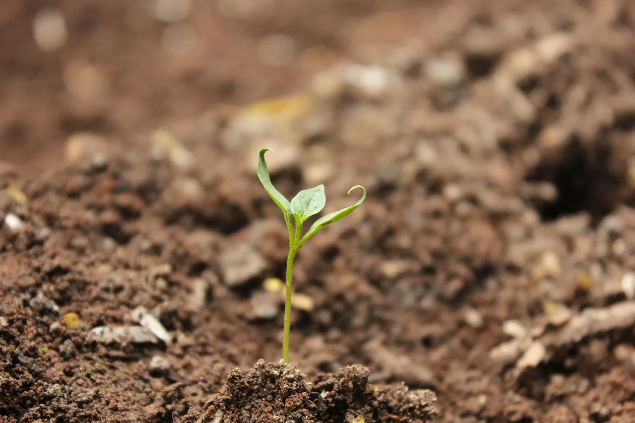 soil, ball-shaped, little, ground, sprout, soil, sprout, sprout, sprout, sprout, sprout. Garden sensor systems, reviewed for 2027