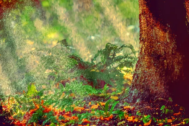 sprinkler, irrigation, backlighting, water, spray, splash, spraying, nature, summer, heatwave, park, gardening