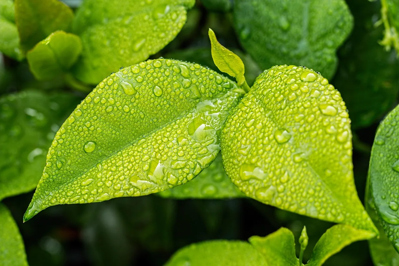leaf, green, foliage, green leaves, mac wallpaper, green leaf, nature, beautiful nature, plant, spring, tree, full hd wallpaper, botany, ecology, summer, garden, wallpaper hd, hd wallpaper, water drop, rain, desktop backgrounds, wet, moisture, 4k wallpaper 1920x1080, gardening, environment, eco, beautiful wallpaper, summer background, wallpaper, season, 4k wallpaper, nature background, background green, spring background, green nature, cool backgrounds, green background, windows wallpaper, wallpaper 4k, green spring, green water, green rain, free background, free wallpaper, laptop wallpaper, nature wallpaper, green tree, floral background, green summer, green garden, green plant, green wallpaper, green gardening, green plants, green natural. Which garden sensor types actually earn a place in your 2027 shortlist?