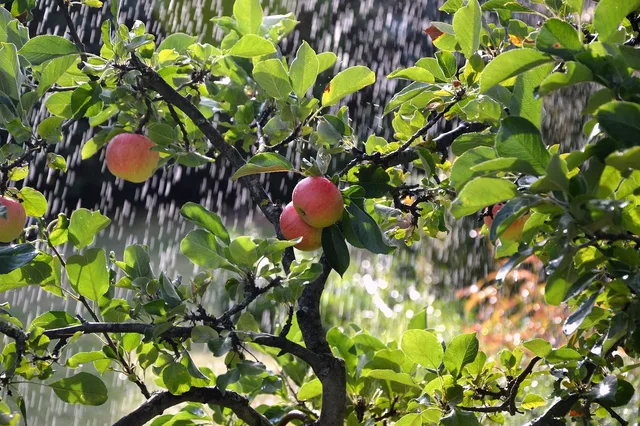 apple tree, apples, irrigation background, irrigation, irrigation, irrigation, irrigation, irrigation, irrigation. Phasing a smart yard: what to install now, and what waits