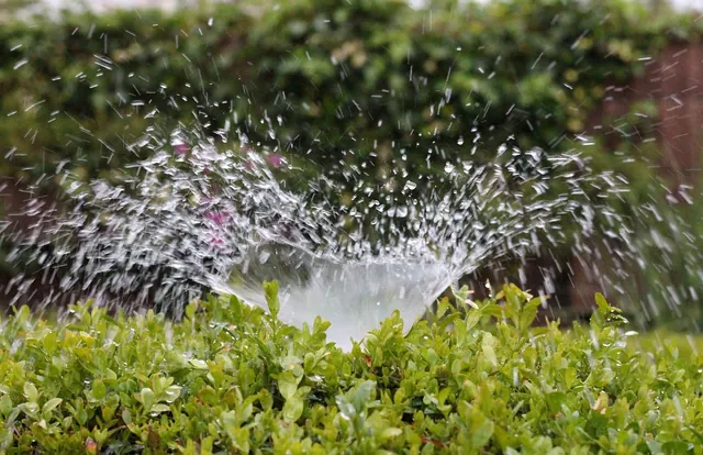 irrigation, splash, water, nature, sprinkler, to water, summer, greening, wet