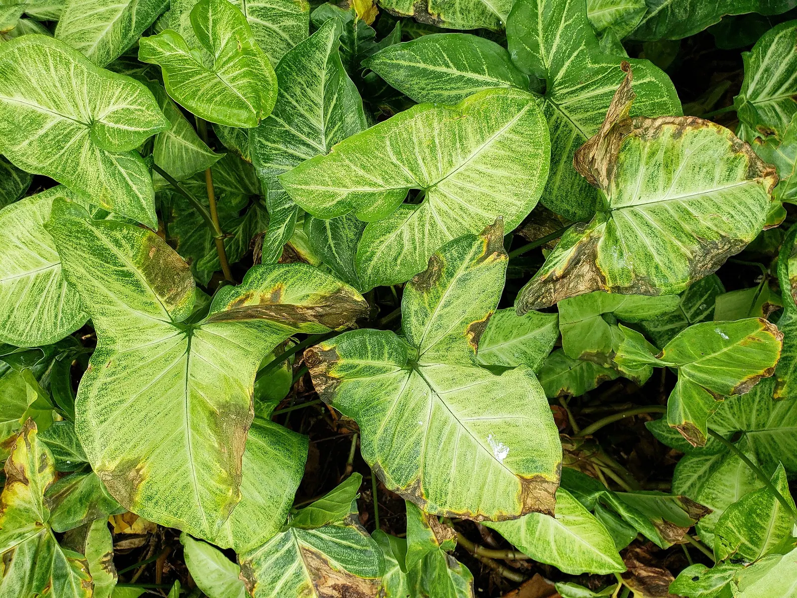 Pathogen: Xanthomonas sp. This is a common disease in Hawaii where the plants receive overhead irrigation by sprinklers In an email to Wikimedia Commons' Volunteer Response Team ,. Questions worth asking a smart irrigation company: timing, scope, and price