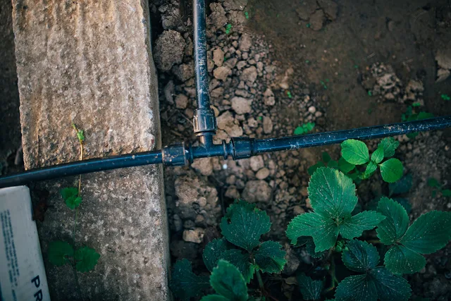 A garden showcases a newly set up watering system with black pipes, surrounded by vibrant green strawberry plants growing in rich, dark soil. Careful arrangement supports healthy growth. Beyond smart yard case studies: a home irrigation workflow