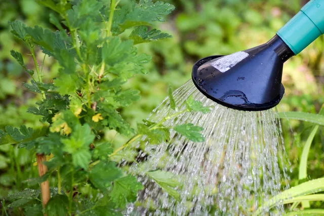 gooseberry, tree watering, shrub watering, plant watering, to water, water, gardening, garden, nature, environment, macro, plant, close up, watering can, green, white, leaf, irrigation, dryness, watering can, watering can, watering can, watering can, watering can, irrigation, irrigation. Small-yard renters: smart watering lessons from public programs