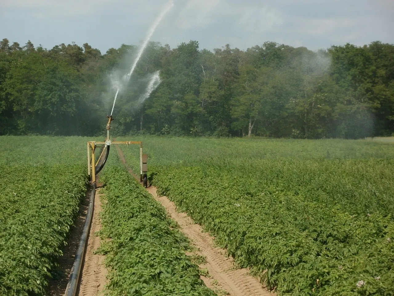 potato, fields, irrigation, nature, water, plantation, agriculture, farm, growth, farmland, watering, vegetable, sprinkler, green vegetables, green farm, green growth