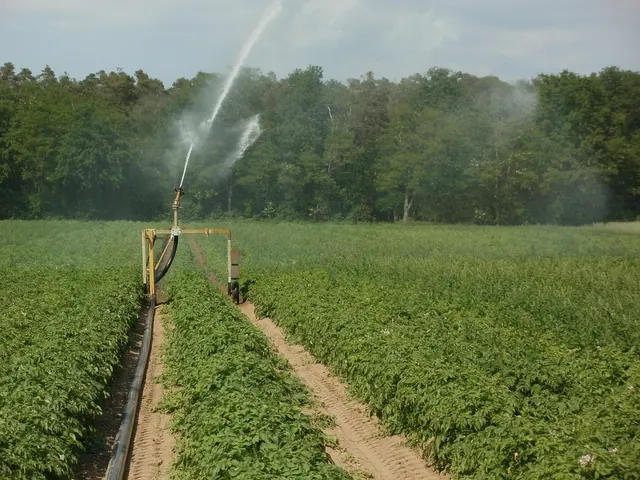 potato, fields, irrigation, nature, water, plantation, agriculture, farm, growth, farmland, watering, vegetable, sprinkler, green vegetables, green farm, green growth