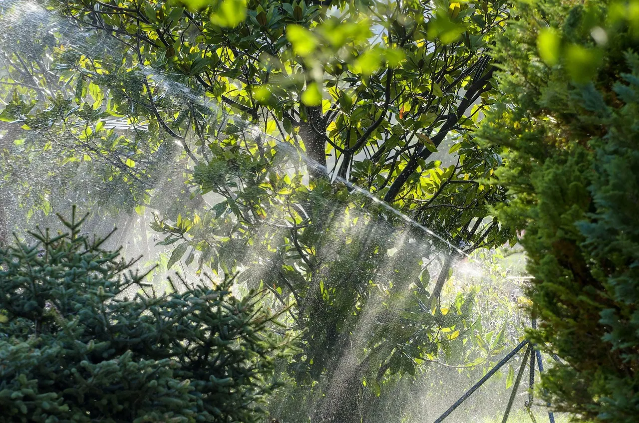 irrigation, magnolia, sprinkler system, hose, backlighting, conifers, fished, nature, water, bright spot mood, the atmosphere, green, lighting mood, irrigation, irrigation, irrigat