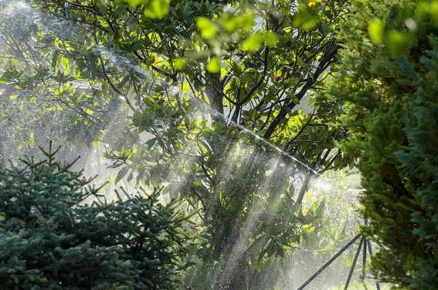irrigation, magnolia, sprinkler system, hose, backlighting, conifers, fished, nature, water, bright spot mood, the atmosphere, green, lighting mood, irrigation, irrigation, irrigat