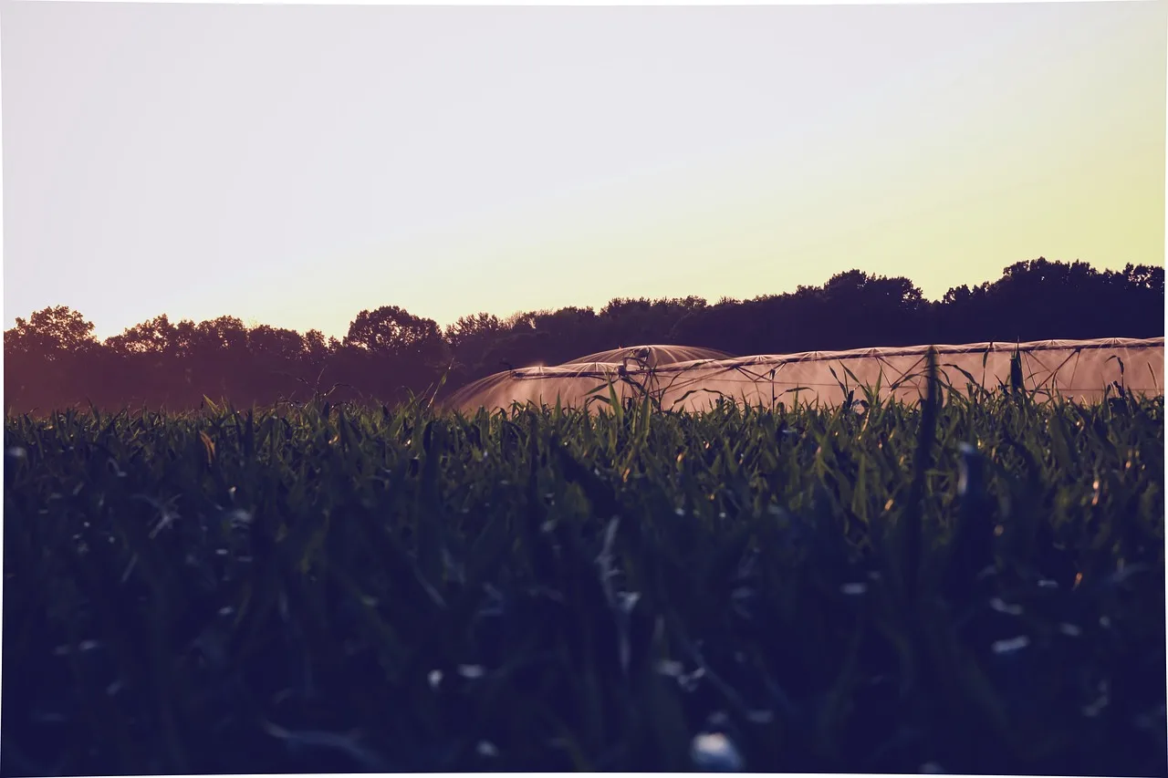 water, nature, cornfield, irrigation, countryside, farm, field, outdoor. 4 ways Toronto and Vancouver water bylaws shape smart irrigation design
