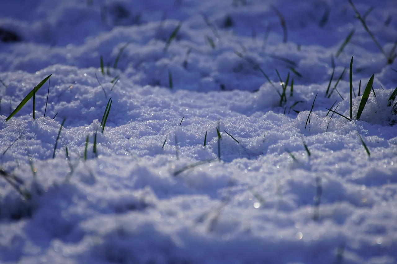 grass, nature, winter, snow, lawn, sunset, frost. Winterizing robotic mowers in Quebec, Ontario and Alberta, a provincial guide