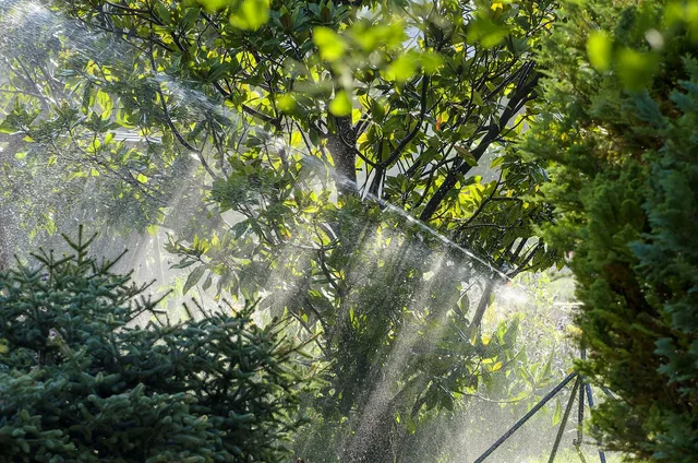 irrigation, magnolia, sprinkler system, hose, backlighting, conifers, fished, nature, water, bright spot mood, the atmosphere, green, lighting mood, irrigation, irrigation, irrigation, irrigation, irrigation, sprinkler system, sprinkler system. Yard technology mistakes: prevention vs monitoring vs full automation compared